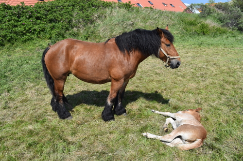 Pferd und Fohlen auf der Insel Juist